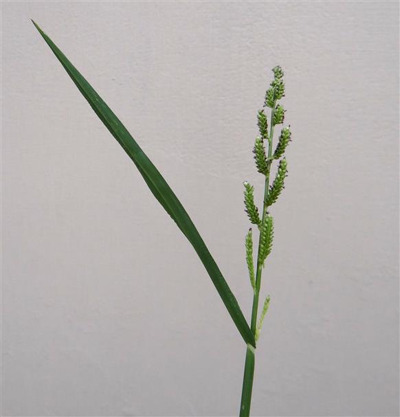 Echinochloa colonum